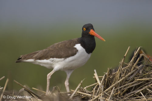 American Oystercatcher _F2B5356.jpg - 47997 Bytes